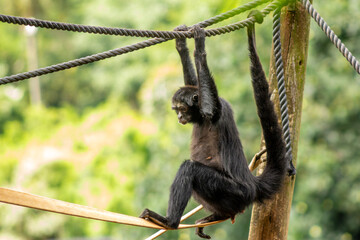 Naklejka premium Macaco-aranha-de-cara-preta fazendo acrobacias em cordas. 