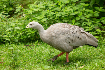 Ganso-cinzento-australiano ou ganso-cinzento às vezes também conhecido como ganso-de-cape-barren,...
