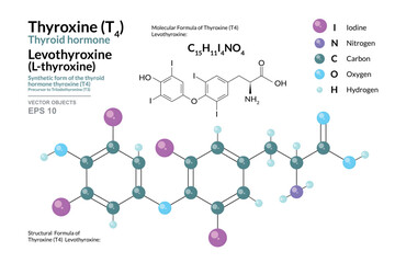 Thyroxine T4 Thyroid Hormone. Levothyroxine or L-thyroxine. Structural Chemical Formula and 3d Model of Molecule. C15H11I4NO4. Atoms with Color Coding. Vector graphic Illustration for scientific works