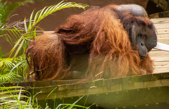 Orangotango em cativeiro, esp&eacute;cie de macaco grande de pelos amarelos. 