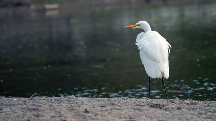 An egret standing and watching alone