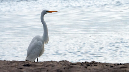 An egret standing and watching alone