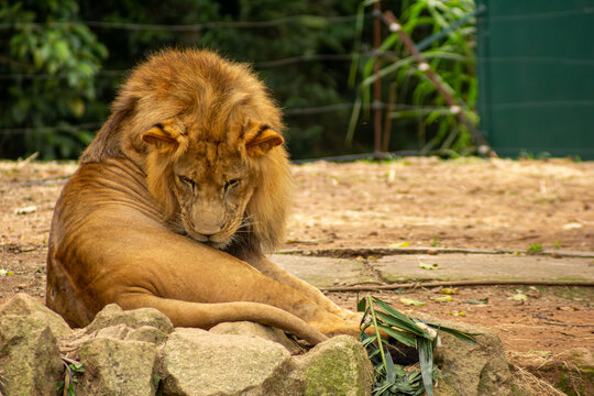 Le&otilde;es descansam deitados sobre pedras. Felino predador nativos das savanas africanas. 