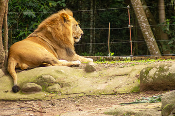 Leões tomando banho de sol em cativeiro. 