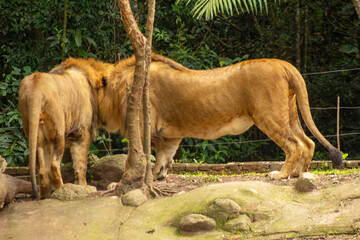 Leões tomando banho de sol em cativeiro. 