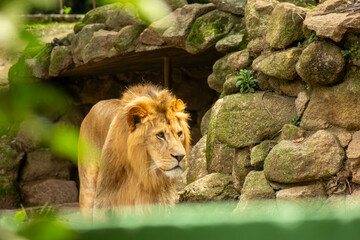 Leão com grande juba dourada, mamífero carnívoro considerado o rei da selva.   