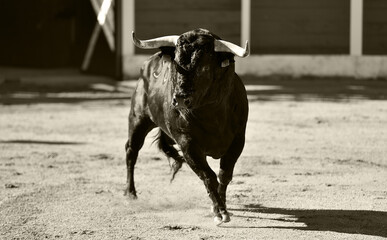 a brave bull in a traditional spectacle of bullfight in spain