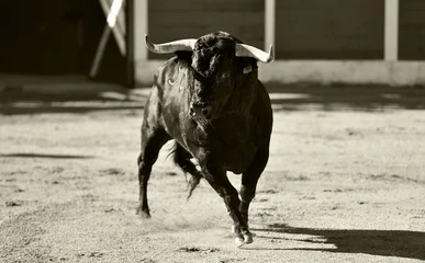 Selbstklebende Fototapeten a brave bull in a traditional spectacle of bullfight in spain © alberto