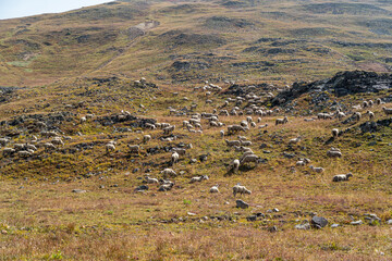 A scenic view showcasing a large flock of sheep grazing in mountainous terrain under a bright sky. The image depicts rural tranquility and the harmony of nature.