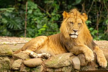 Leão com grande juba dourada, mamífero carnívoro considerado o rei da selva.   