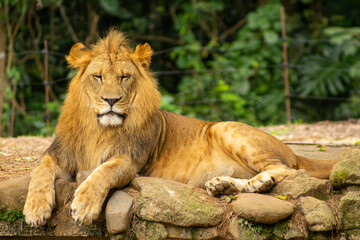 Leão com grande juba dourada, mamífero carnívoro considerado o rei da selva.   