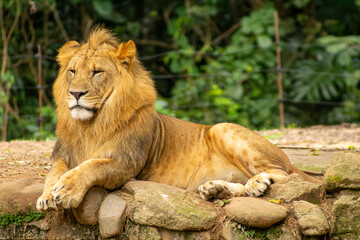 Obraz premium Leão com grande juba dourada, mamífero carnívoro considerado o rei da selva. 