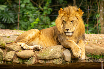 Leão com grande juba dourada, mamífero carnívoro considerado o rei da selva.   
