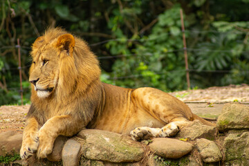 Leão com grande juba dourada, mamífero carnívoro considerado o rei da selva.   