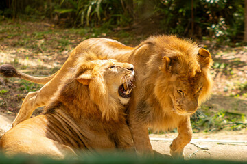 Fototapeta premium Leão com grande juba dourada, mamífero carnívoro considerado o rei da selva. 