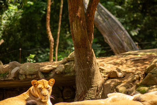 Leoa tomando banho de sol e afiando as unhas. 