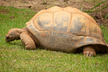  Jabuti-gigante-de aldraba ou tartaruga-gigante-de-aldabra, é uma espécie de réptil a segunda...