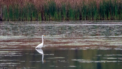 An egret standing and watching alone