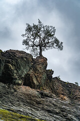 Lone Tree Growing on a Cliff Against a Cloudy Sky