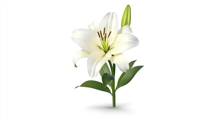 Fototapeta premium Elegant White Lily Flower with Green Leaves on a Clean Background