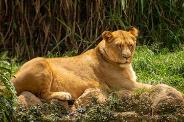 Leoa deitada na grama tomando banho de sol.
