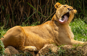 Leoa lambendo seu pelos deita na grama. 