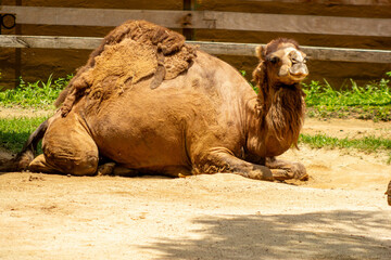 Dromedário, camelo-doméstico, camelo-de-uma-bossa ou camelo-árabe é um animal mamífero nativo...