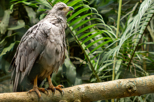 Aves, p&aacute;ssaros e animais da fauna brasileira. 