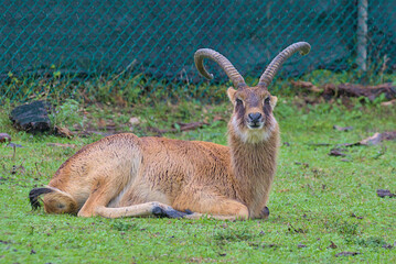 A majestic goat with curved horns rests on the damp green grass. Raindrops fall gently, making its fur appear wet and glistening. Behind it, a green wire fence contrasts with the natural surroundings.