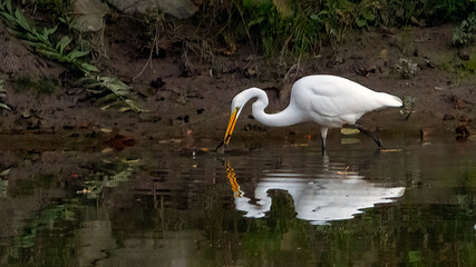 A close-up of an egret focused on catching prey, blending into the earthy tones of its natural habitat.