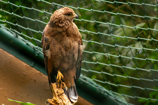 Aves, p&aacute;ssaros e animais da fauna brasileira. 