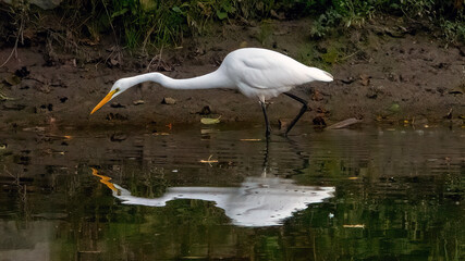 A close-up of an egret focused on catching prey, blending into the earthy tones of its natural habitat.