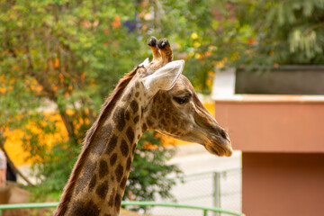 Girafa comendo capim.