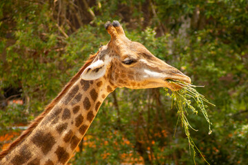 As girafas são mamíferos nativos do continente africano.   São animais herbívoros, bem altos que tem um padrão de coloração, com manchas marrons características.