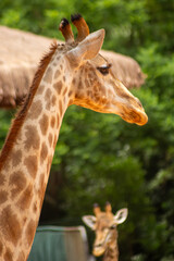 As girafas são mamíferos nativos do continente africano.   São animais herbívoros, bem altos que tem um padrão de coloração, com manchas marrons características.