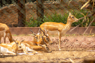 A impala  vive em grandes manadas nas savanas e é especialmente comum no sul da África. 