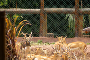 A impala  vive em grandes manadas nas savanas e é especialmente comum no sul da África. 
