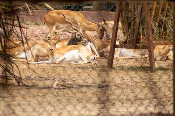 A impala  vive em grandes manadas nas savanas e é especialmente comum no sul da África. 