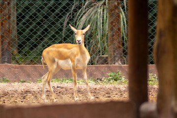 A impala  vive em grandes manadas nas savanas e é especialmente comum no sul da África. 