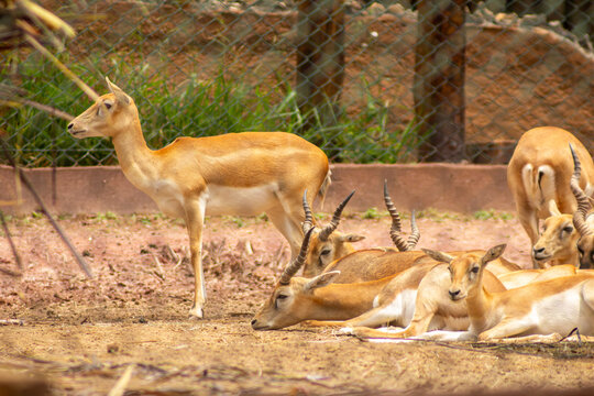 A impala  vive em grandes manadas nas savanas e &eacute; especialmente comum no sul da &Aacute;frica. 