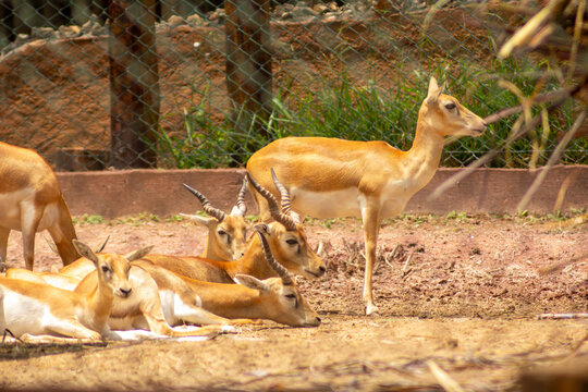 A impala  vive em grandes manadas nas savanas e &eacute; especialmente comum no sul da &Aacute;frica. 