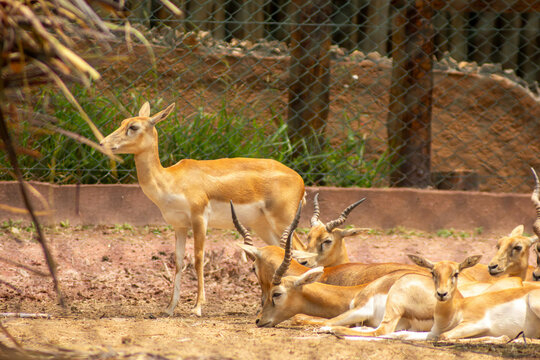 A impala  vive em grandes manadas nas savanas e &eacute; especialmente comum no sul da &Aacute;frica. 