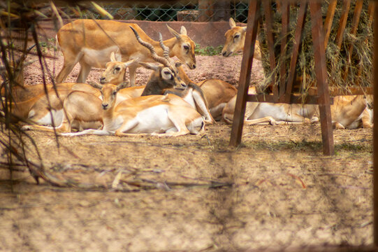 A impala  vive em grandes manadas nas savanas e &eacute; especialmente comum no sul da &Aacute;frica. 
