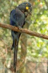 A arara-azul, ou arara-azul-grande, é uma espécie de ave, encontrada na fauna brasileira.  