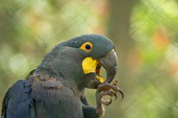 A arara-azul, ou arara-azul-grande, é uma espécie de ave, encontrada na fauna brasileira.  
