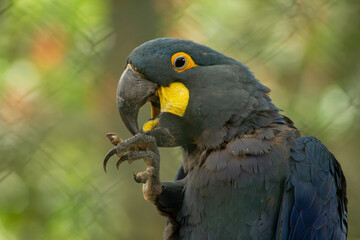 A arara-azul, ou arara-azul-grande, é uma espécie de ave, encontrada na fauna brasileira.  