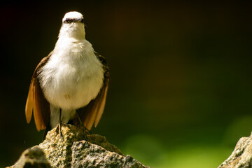Lavadeira-mascarada pássaro pequeno de cor preto e branco encontrado na região sul do Brasil. 