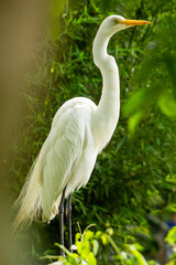 A garça-branca-grande, também conhecida como garça-branca-grande ou garça-branca-grande é uma espécie de ave encontrada na fauna brasileira. 