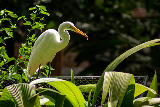 A gar&ccedil;a-branca-grande, tamb&eacute;m conhecida como gar&ccedil;a-branca-grande ou gar&ccedil;a-branca-grande &eacute; uma esp&eacute;cie de ave encontrada na fauna brasileira. 