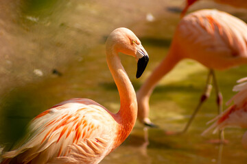 Flamingo-Chileno ave migratória com penas de coloração rosada. 